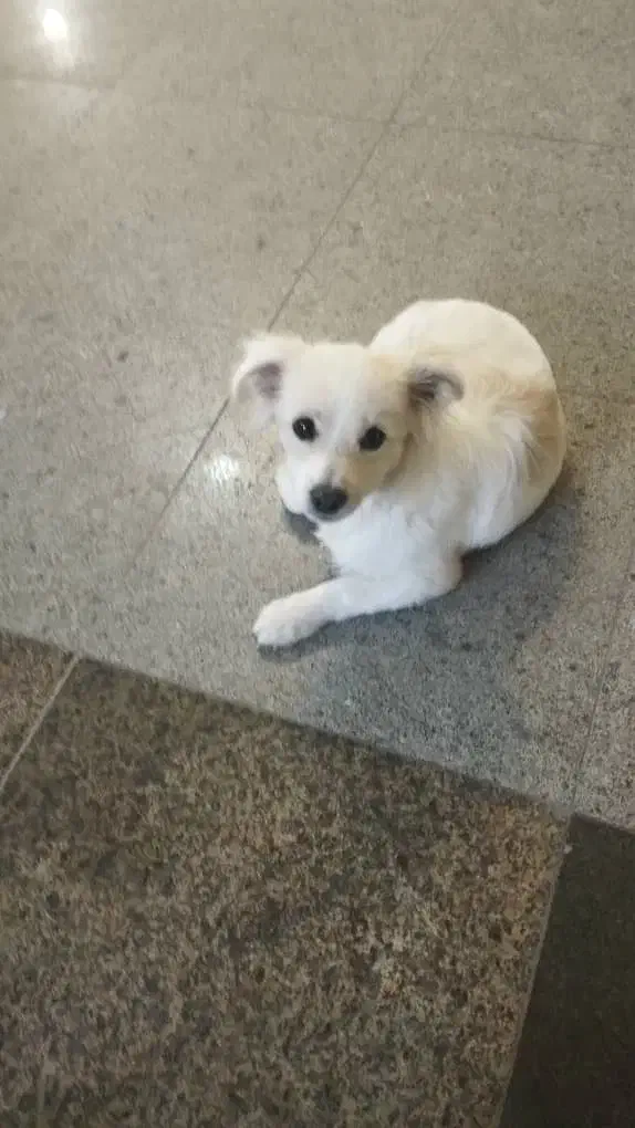 فروش سگ قیمت دو میلیون(20/000/000)|سگ|تبریز, |دیوار