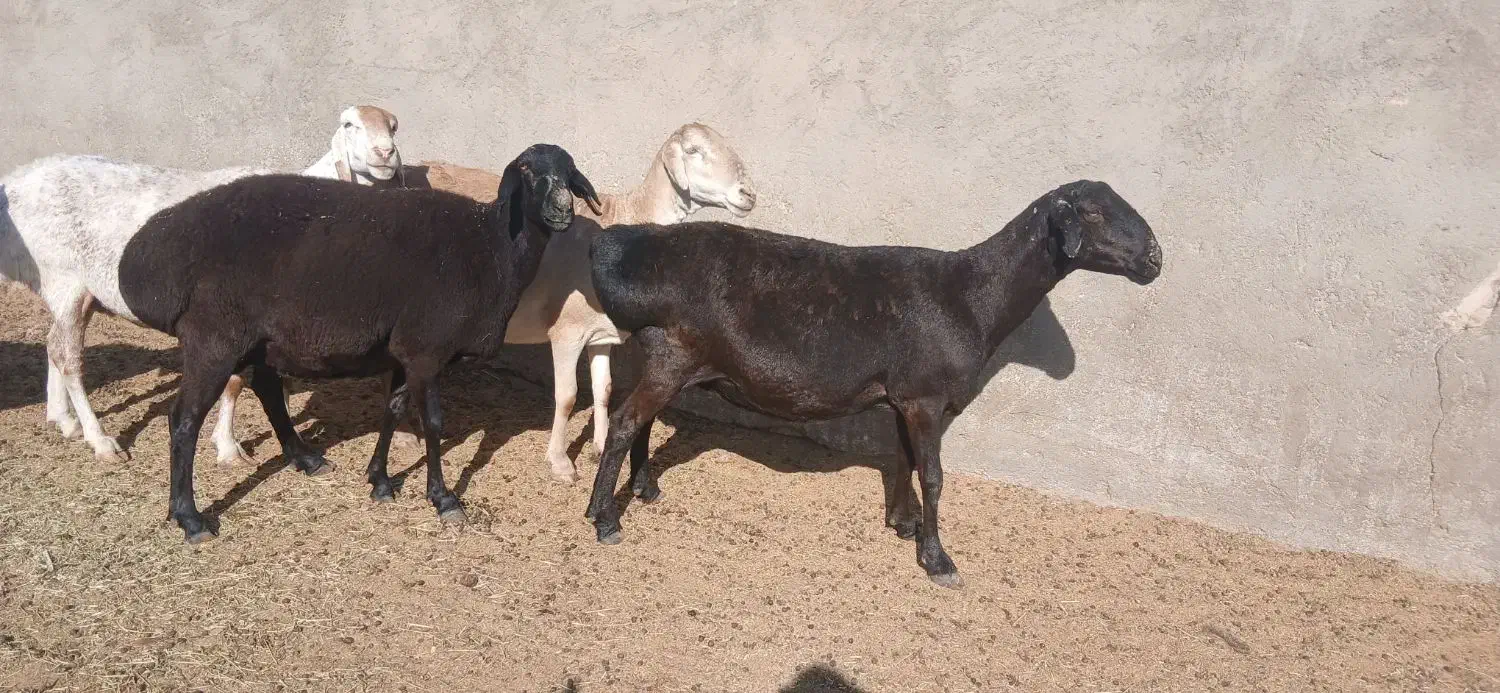 میش چینی خالص|حیوانات مزرعه|مهریز, |دیوار