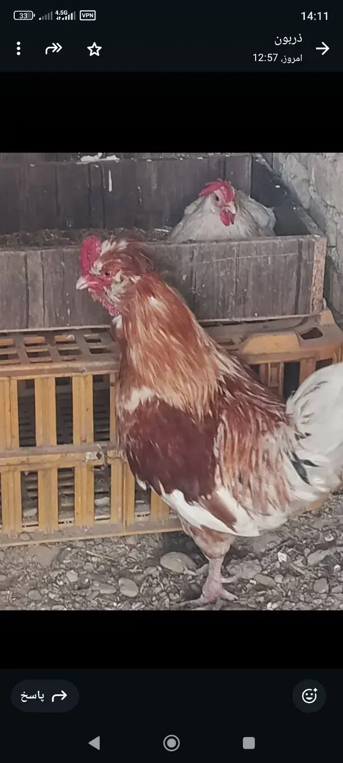 خروس|حیوانات مزرعه|ورامین, ورامین|دیوار