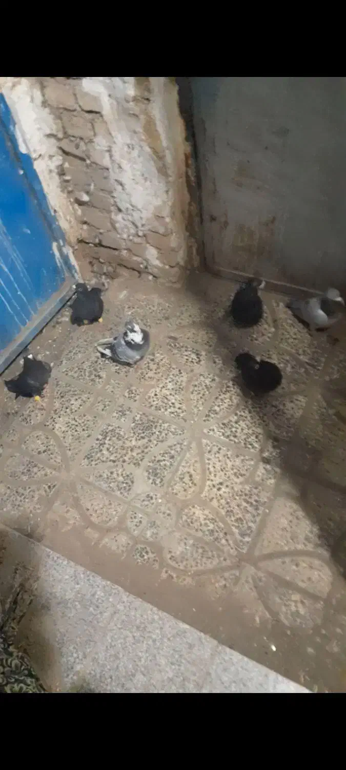 کبوتر فروشی|پرنده|جغتای, |دیوار