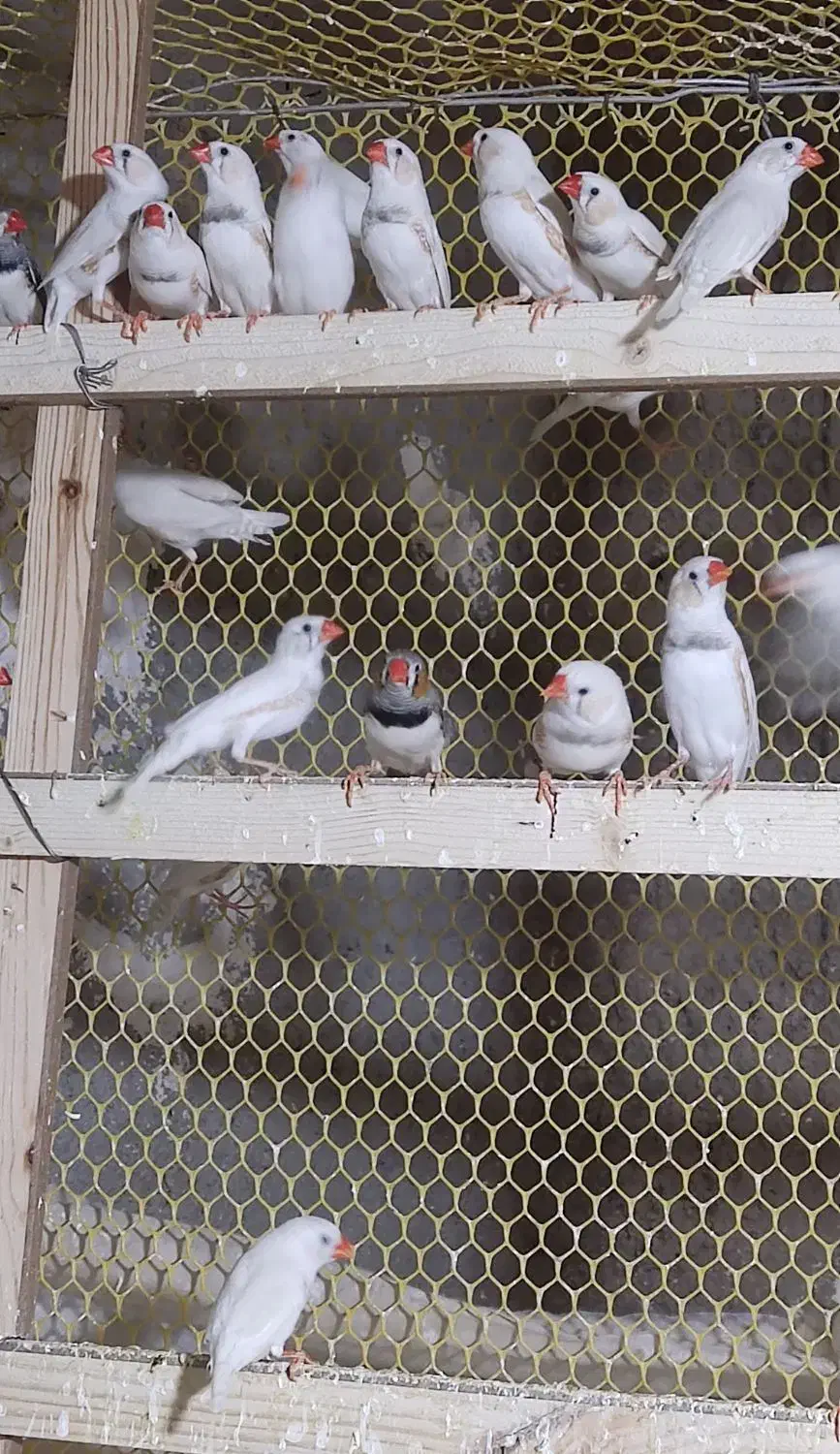 حراج پاییزه فنچ|پرنده|محمدیه-قزوین, |دیوار