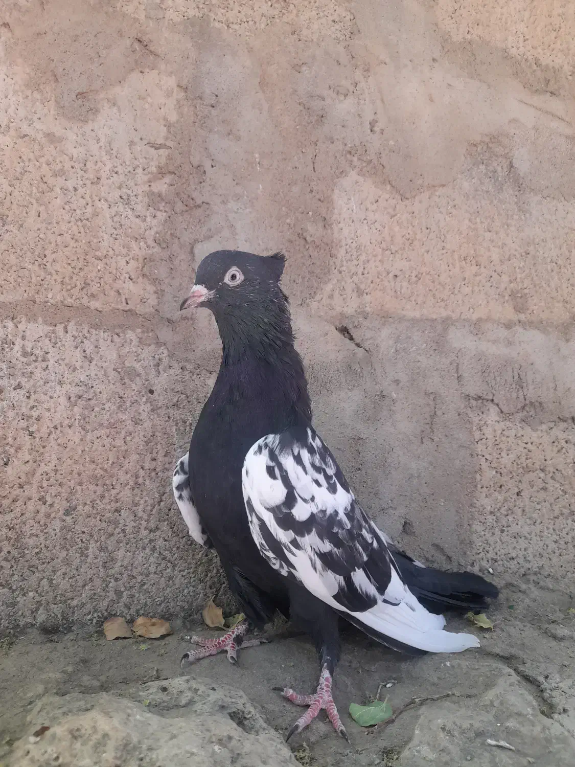کبوتر|پرنده|مسجد سلیمان, |دیوار