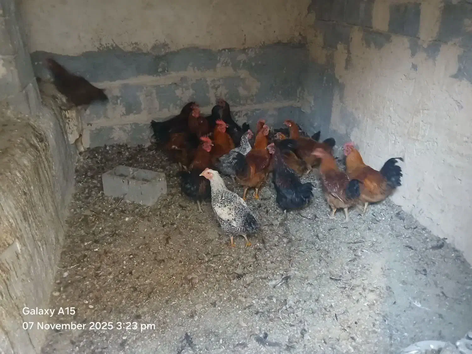 فروش خروس محلی ب صورت عمده و تکی|حیوانات مزرعه|فرمهین, |دیوار