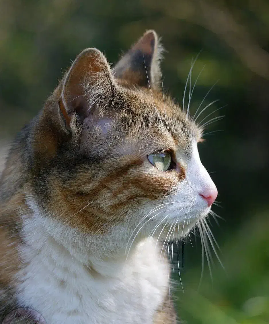 گربه|گربه|پردیس, فاز ۲|دیوار