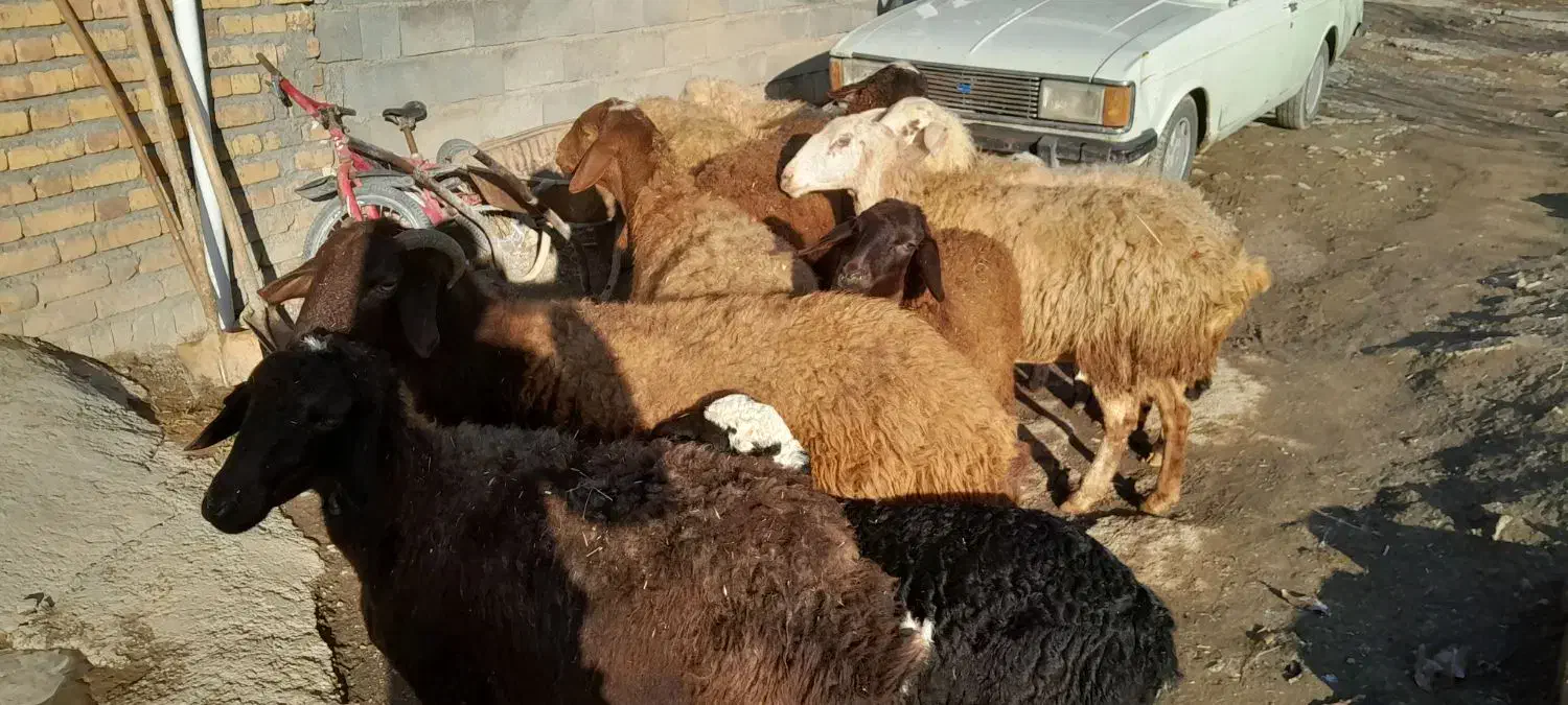 گوسفند|حیوانات مزرعه|سنندج, |دیوار