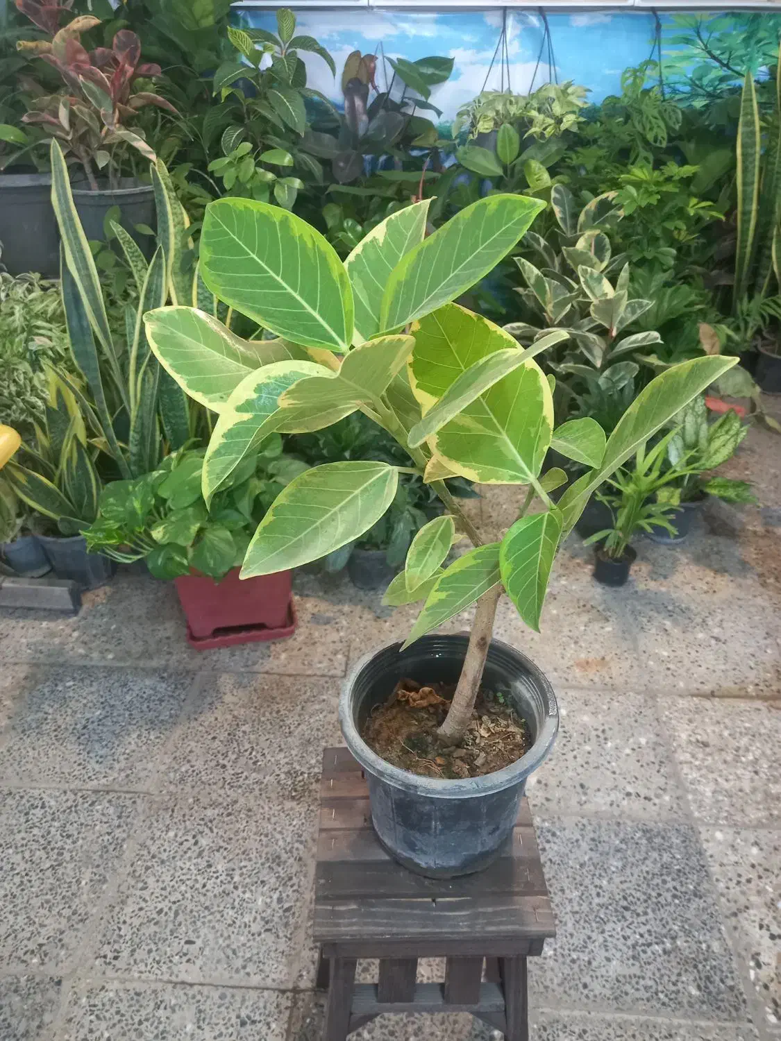 حراج گلهای باکیفیت اپارتمانی|گل و گیاه طبیعی|شهرکرد, |دیوار