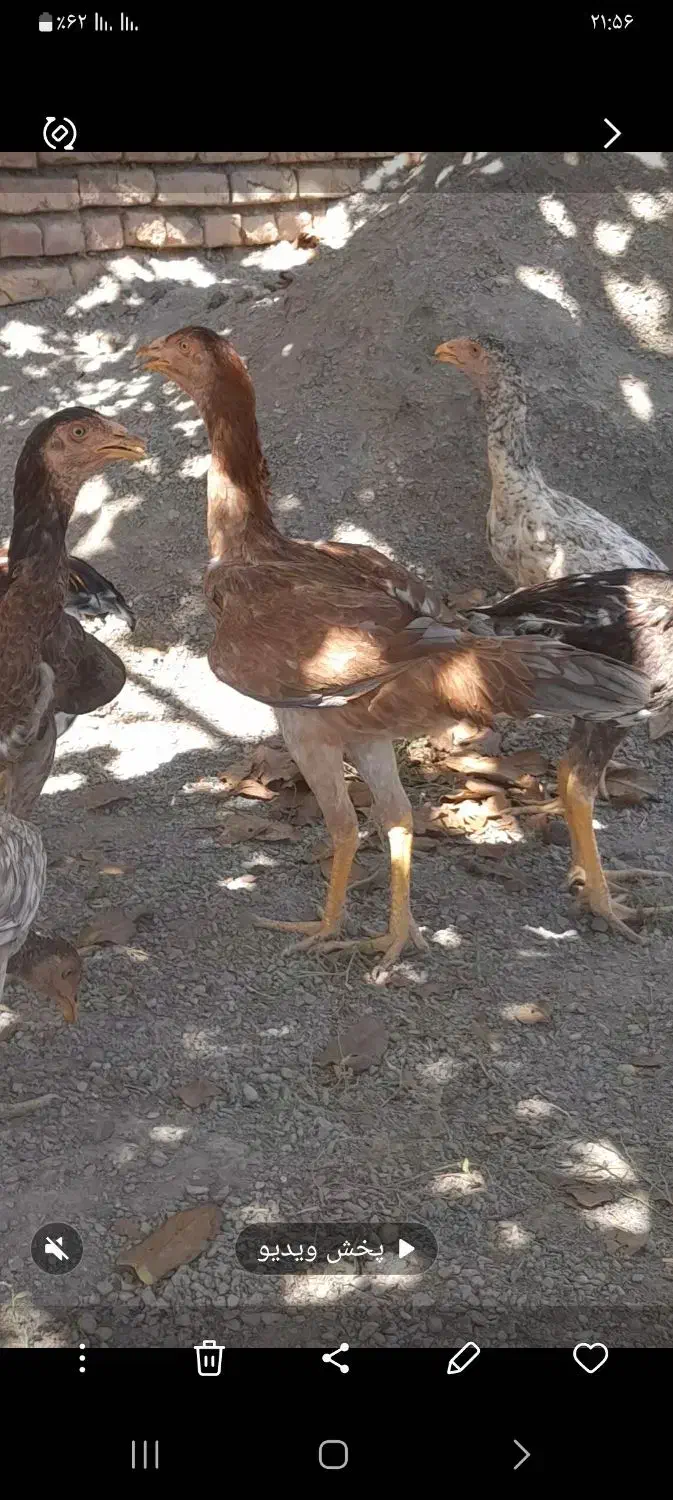 لاری اوشامو خالص|حیوانات مزرعه|تسوج, |دیوار