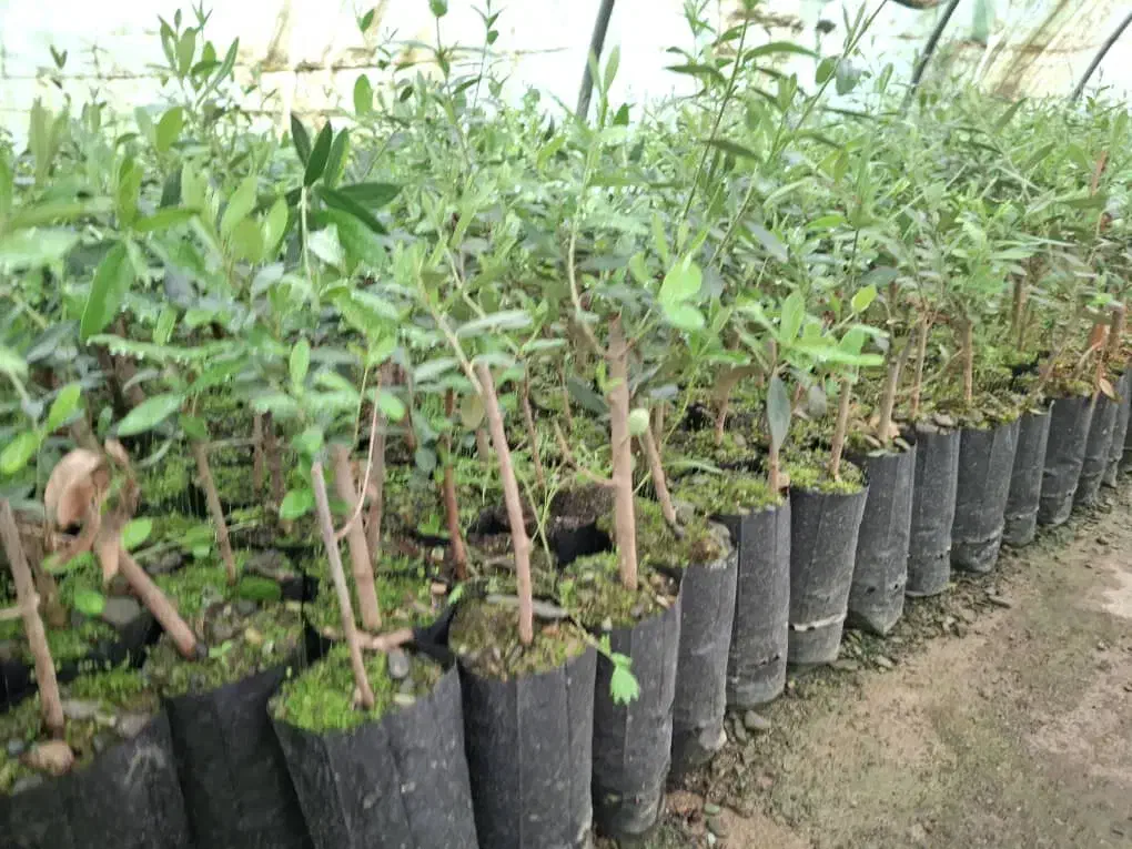 فروش نهال زیتون تخم کپکی|خدمات باغبانی و درختکاری|اقلید, |دیوار