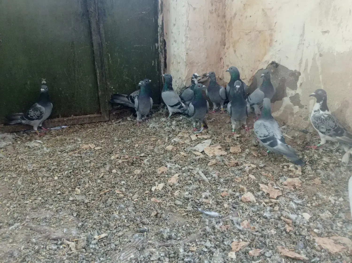 پلاکی|پرنده|دره شهر, |دیوار