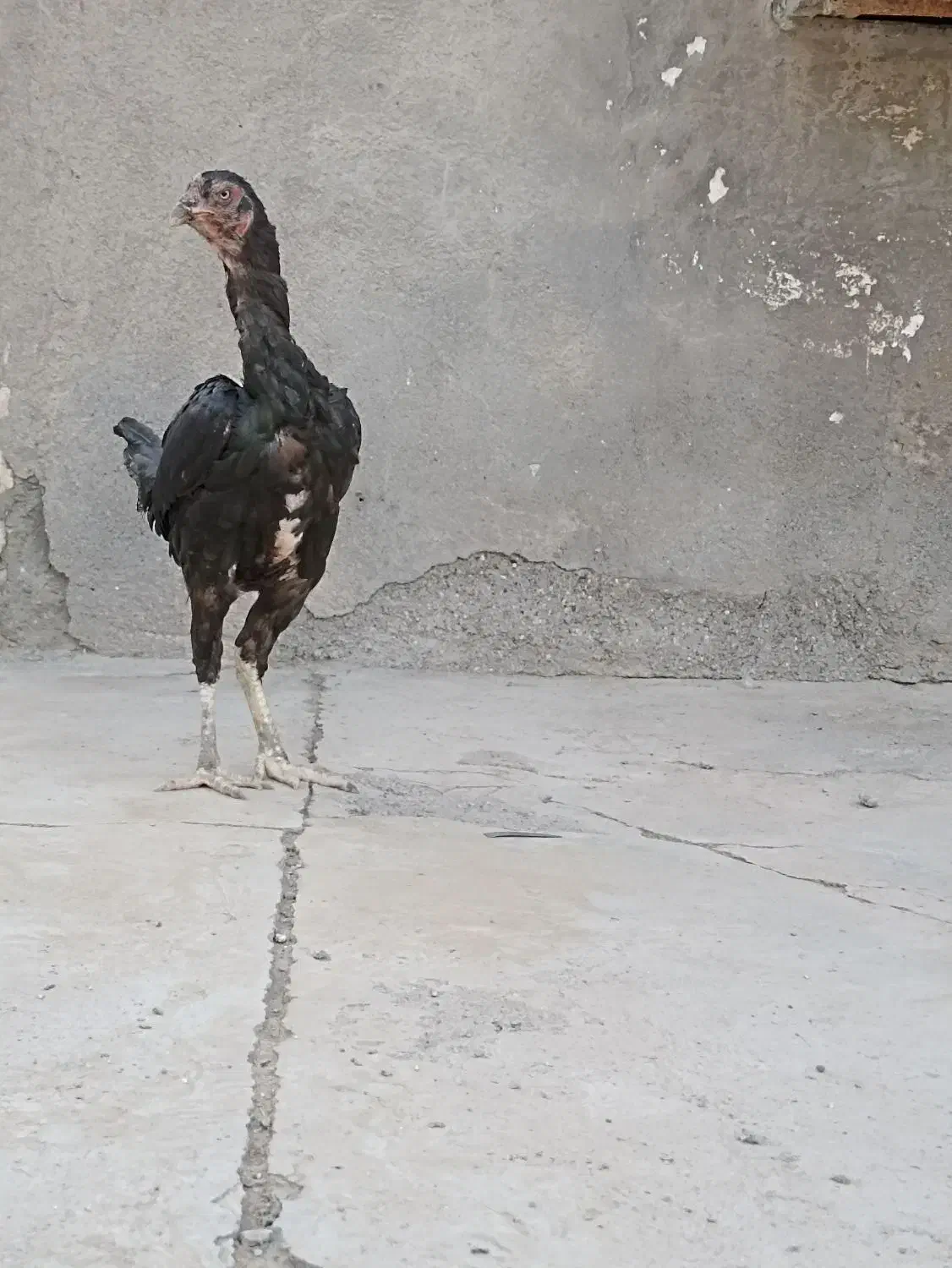 مرغ ذات دار|پرنده|بندرعباس, |دیوار