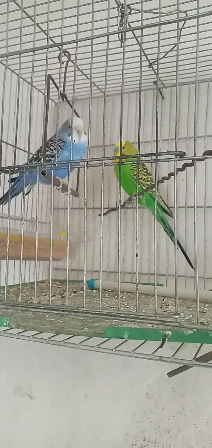 پرندگان|پرنده|تهران, جنتآباد مرکزی|دیوار