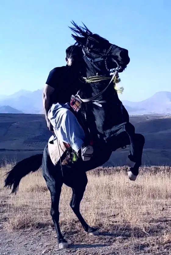 اسب کاسپین|اسب و تجهیزات اسبسواری|نجفآباد, امیرآباد|دیوار