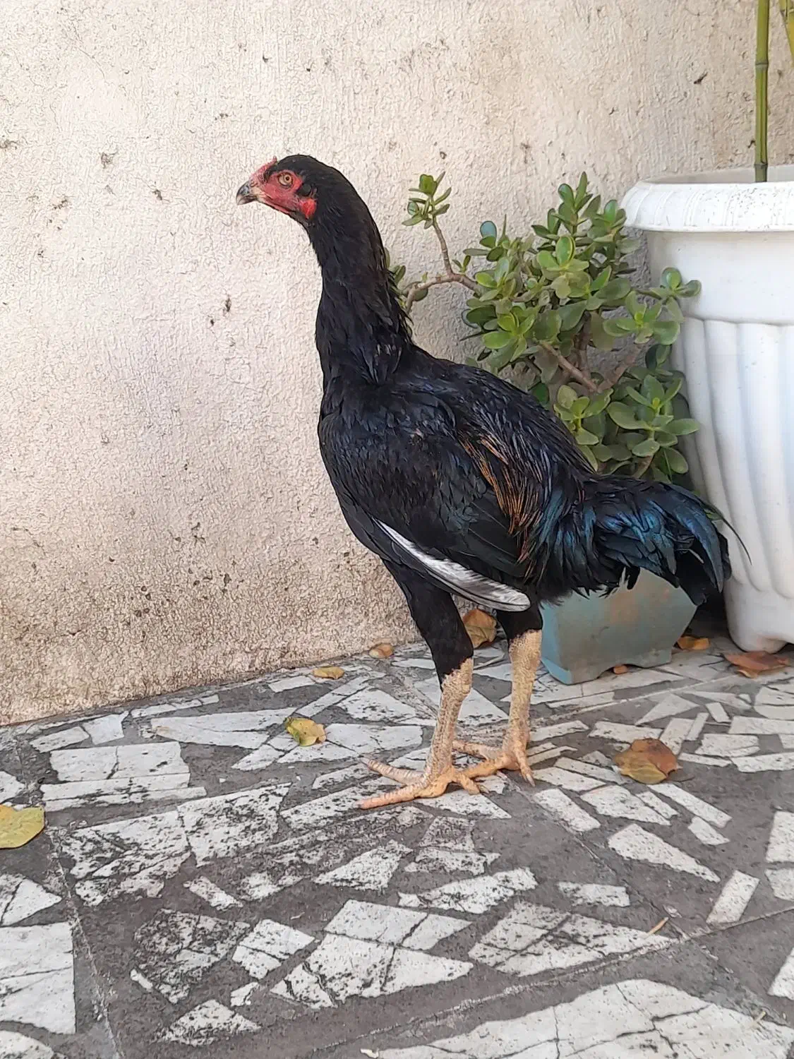 خروس لاری ۷ ماهه|حیوانات مزرعه|بابل, |دیوار