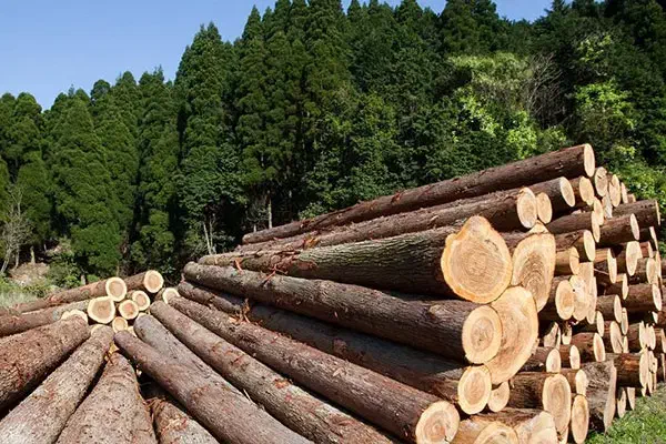 خریدار چوب|خدمات باغبانی و درختکاری|یاسوج, |دیوار