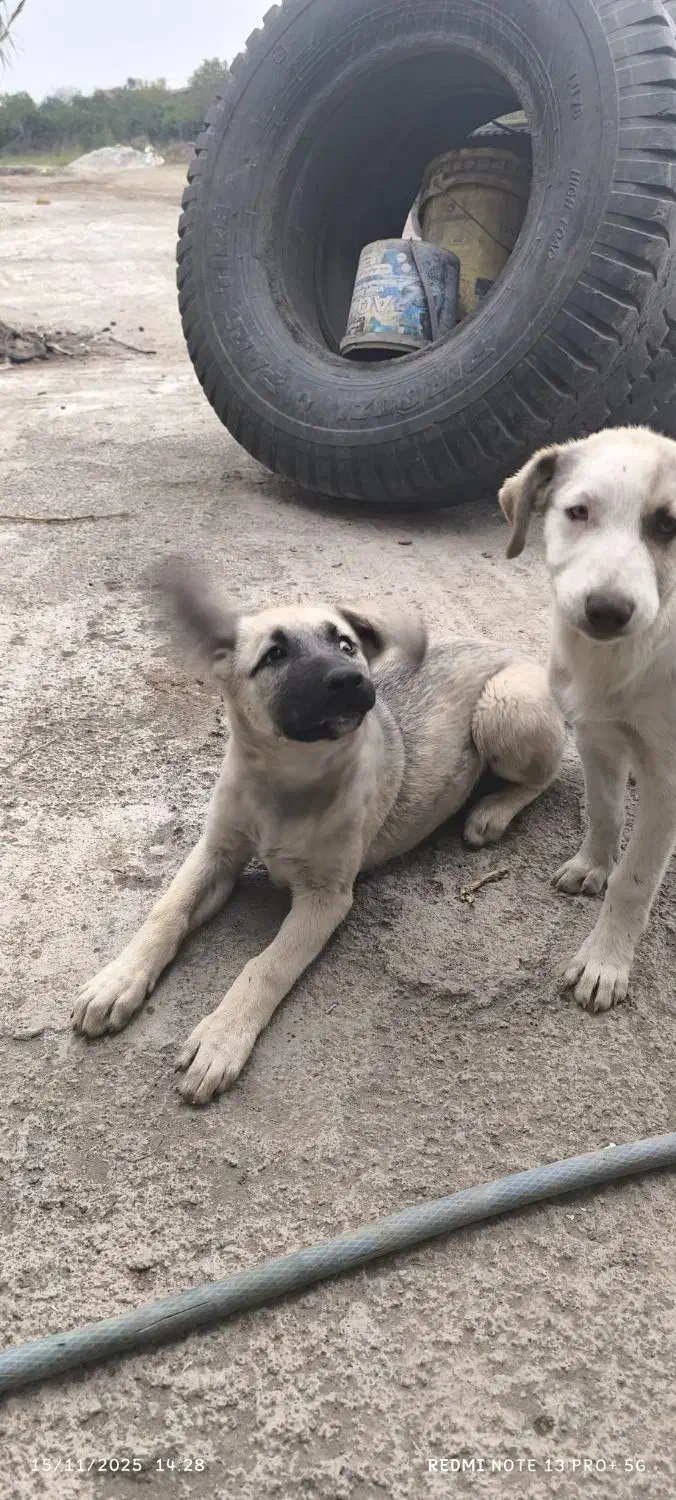 واگذاری رایگان|سگ|بابل, |دیوار