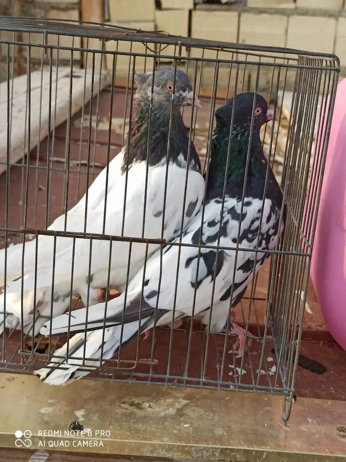 کله سیاه و سبز|پرنده|شیراز, کوشک میدان|دیوار