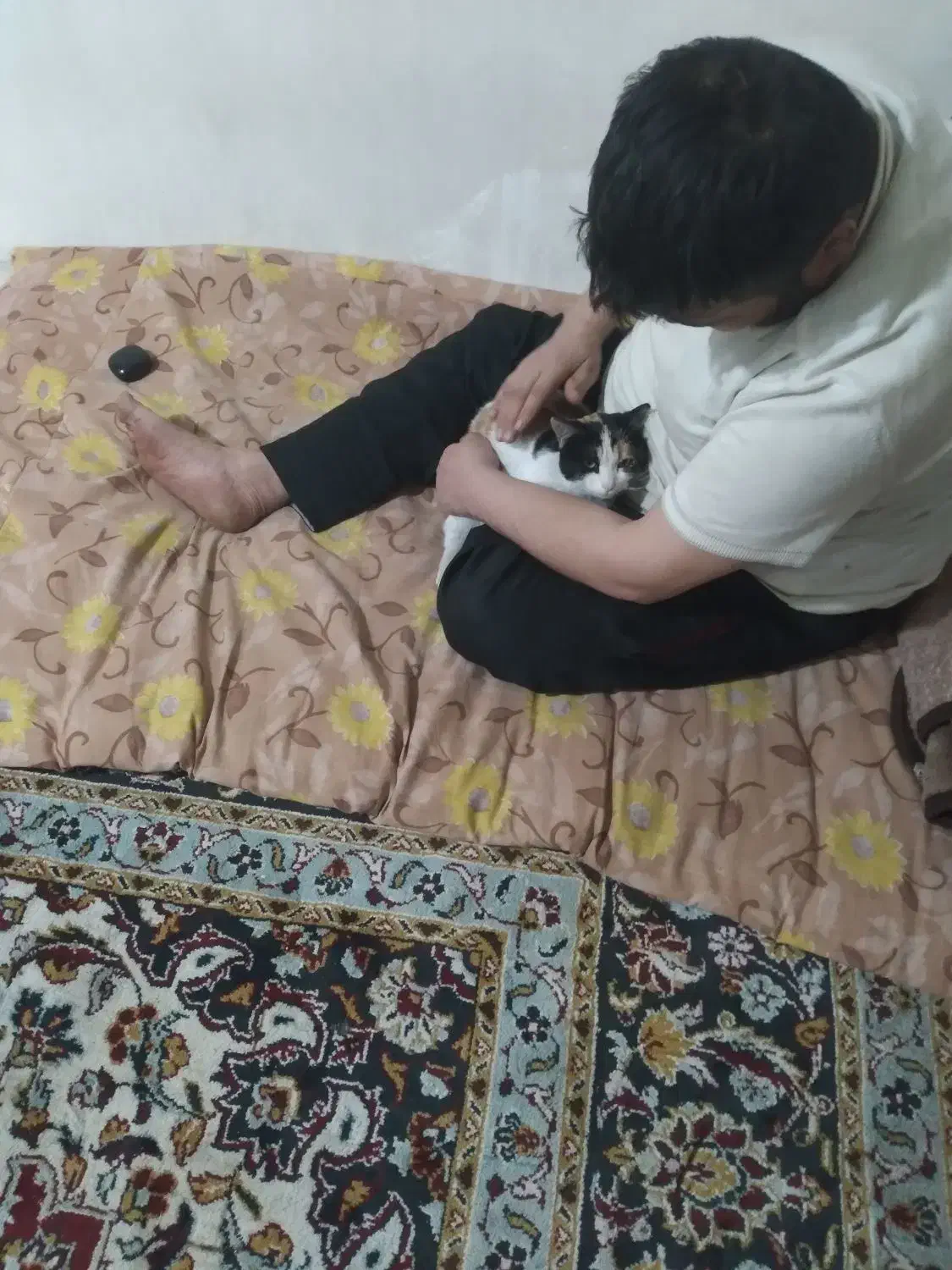 فروش گربه خانگی|گربه|اسلام‌شهر, مظفریه|دیوار