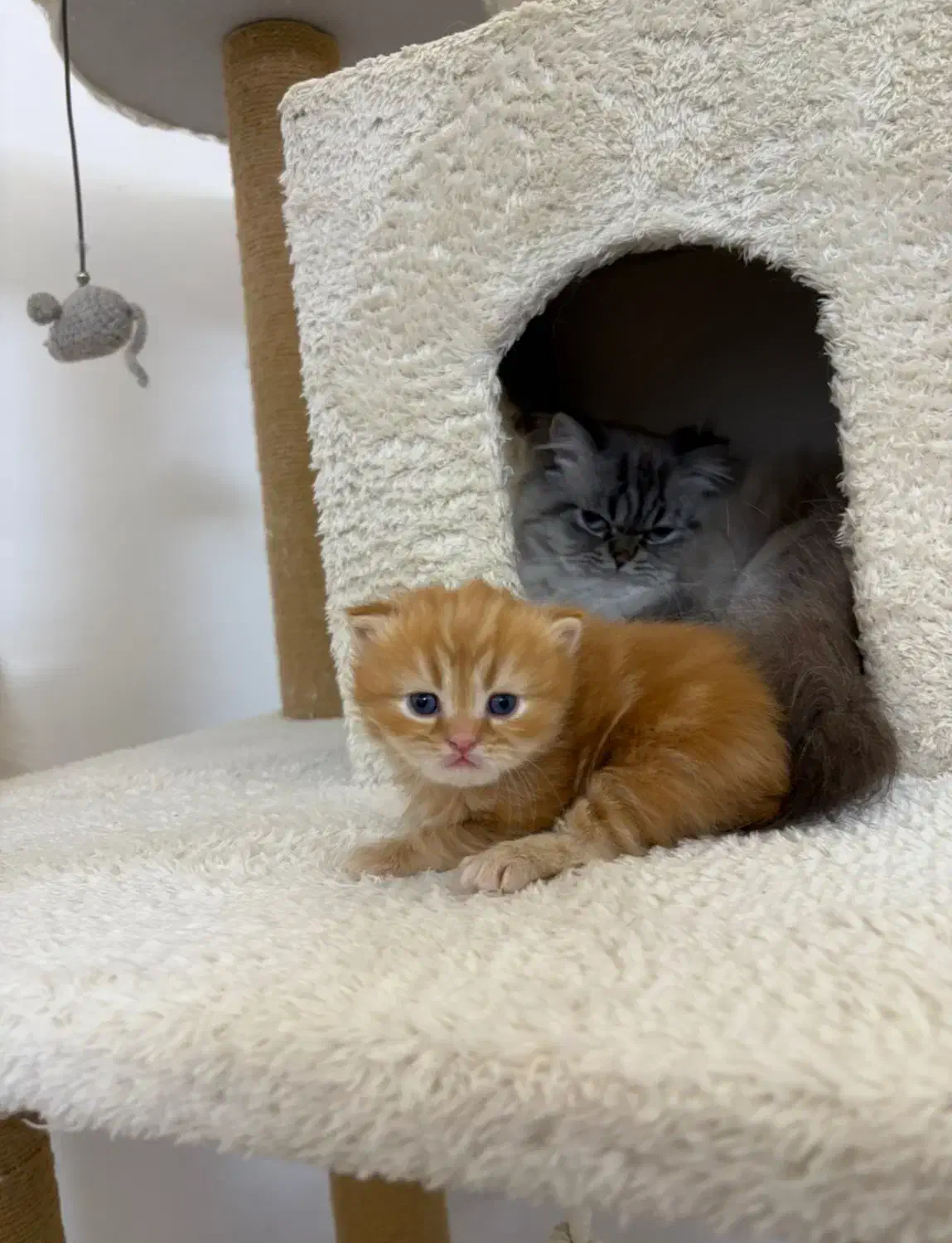 بچه گربه بریتیش گوگولی|گربه|رشت, گلسار|دیوار