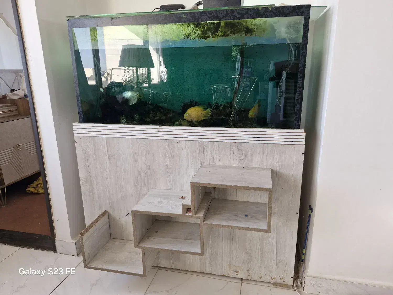 آکواریوم|ماهی|مراغه, |دیوار