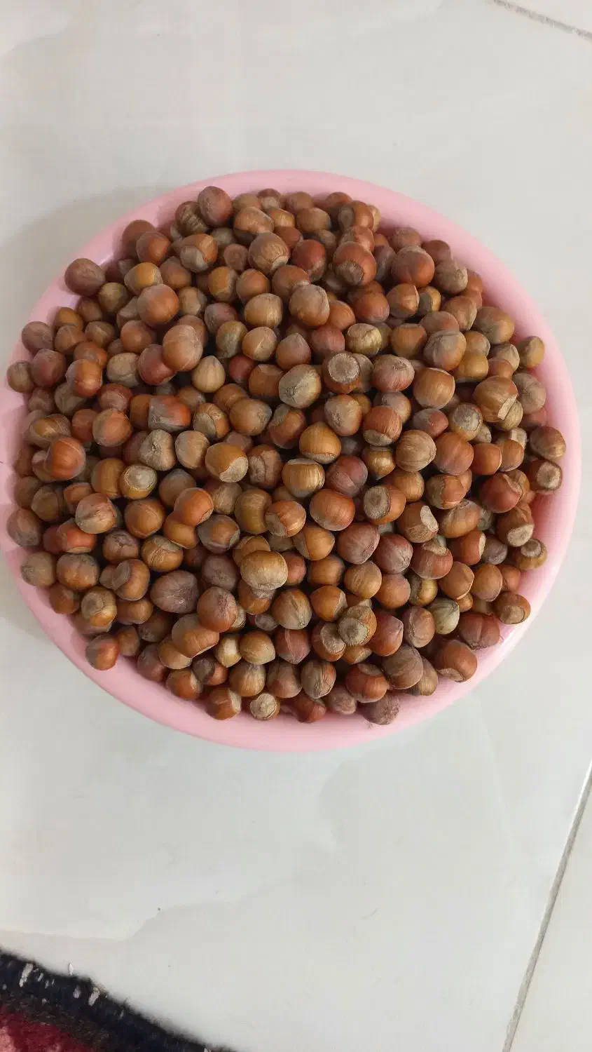 فندوق اشکورات|خوردنی و آشامیدنی|قم, تولید دارو و یخچال|دیوار