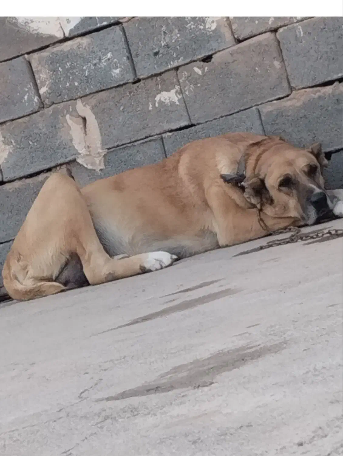 ماده خراسانی درجه یک|سگ|ساری, |دیوار