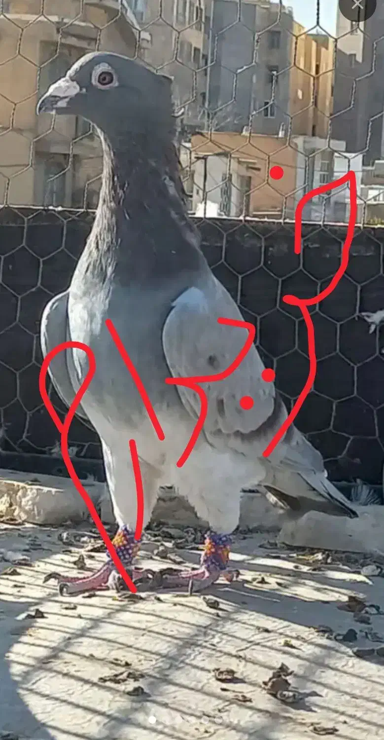 کاکلی یا تاجی پلاکی نر|پرنده|شیراز, لاله|دیوار