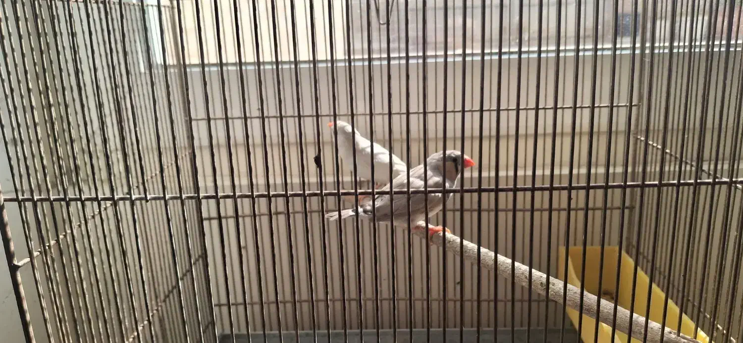 یک جفت فنچ رنگ خاص مولد|پرنده|اصفهان, گلزار|دیوار