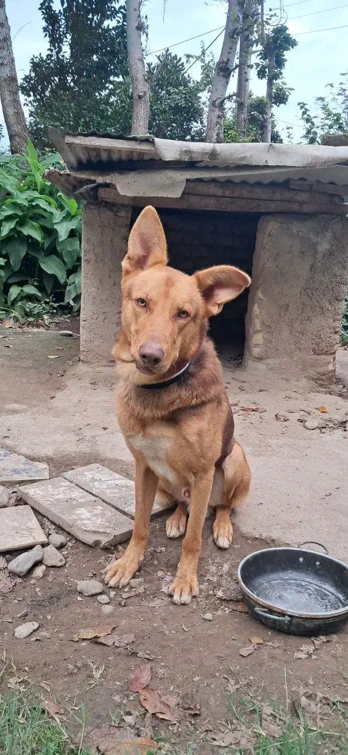 واگذاری ژرمن ورک لاین|سگ|ماسال, |دیوار