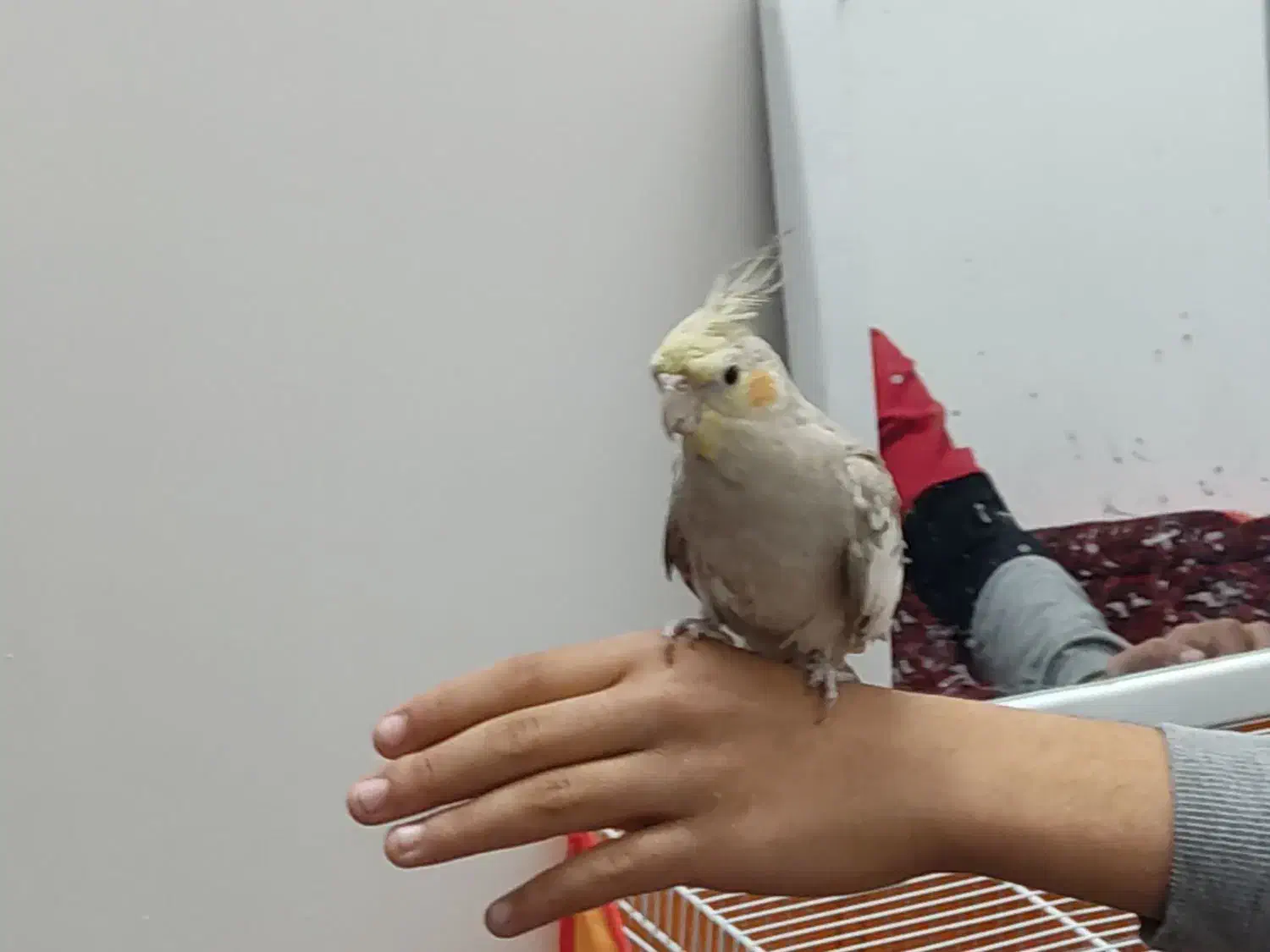 عروس بلندی سخنگو|پرنده|کاشمر, |دیوار