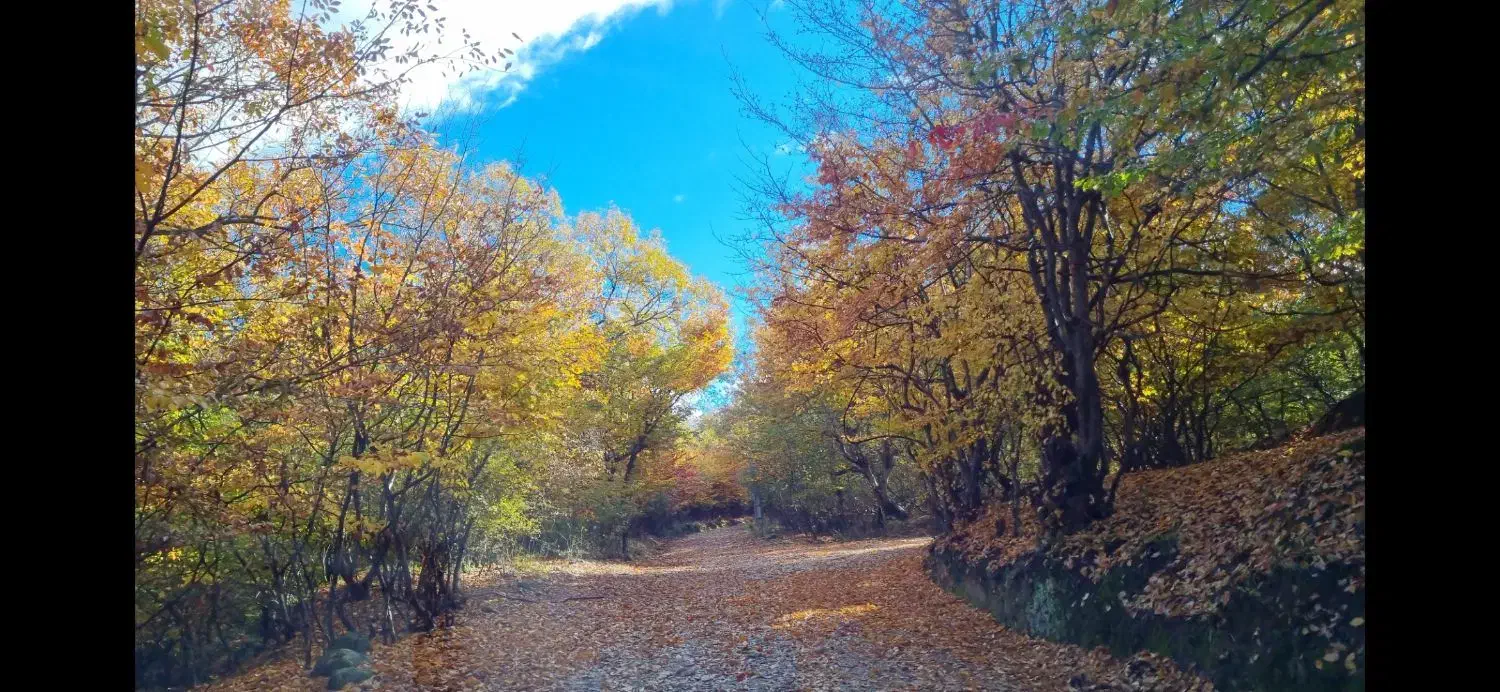 باغ زیتون 5000 متری سنددار صیاد شیرازی|فروش دفتر صنعتی، کشاورزی، تجاری|گرگان, |دیوار