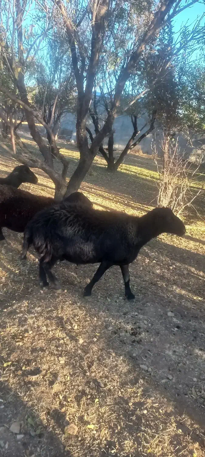 ۱ قوچ ۱ بره نر و ۲ تا بز نر فروشی|حیوانات مزرعه|ایجرود, |دیوار