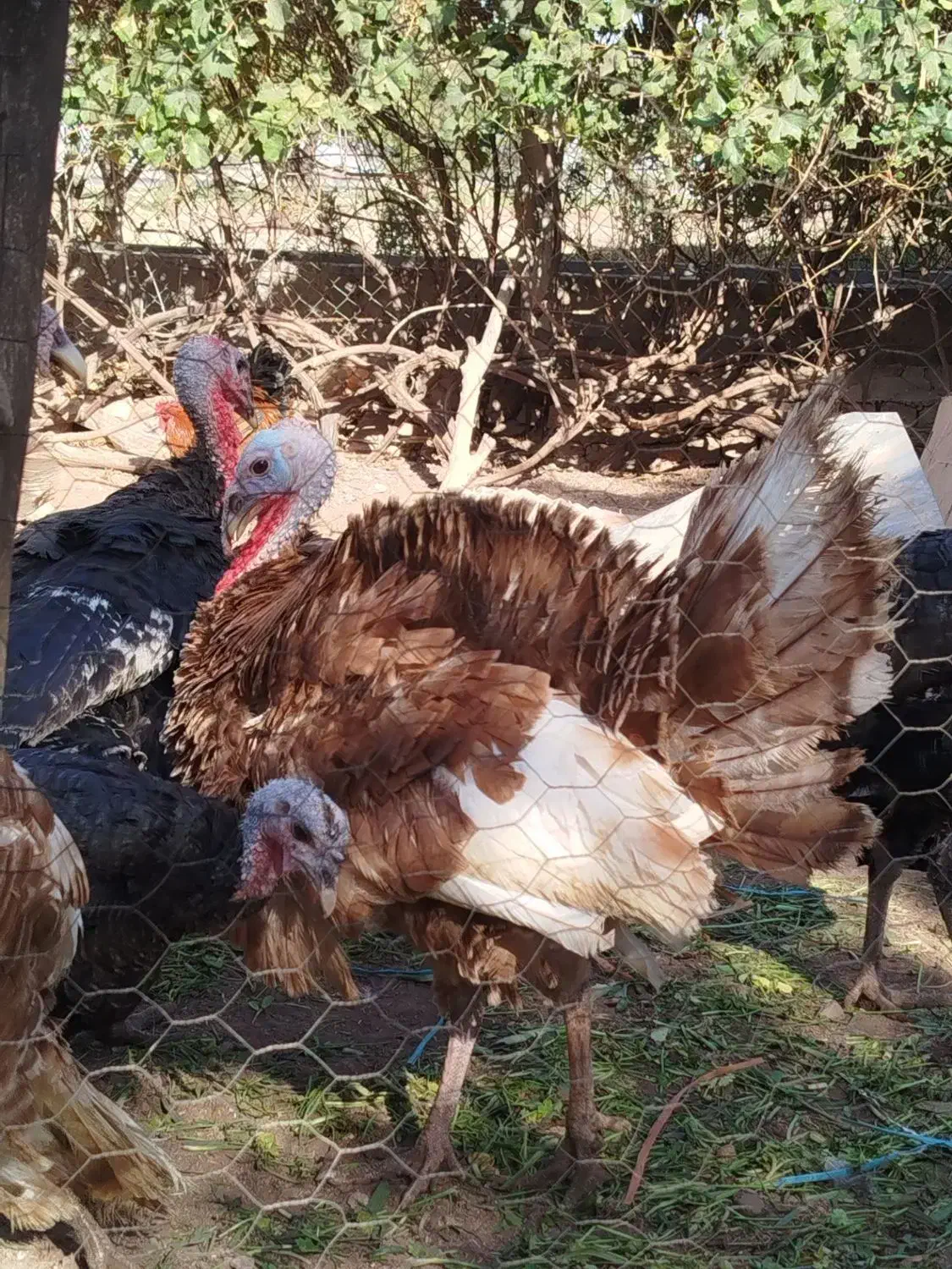 بوقلمون ارگانیک مزرعه|حیوانات مزرعه|قزوین, |دیوار