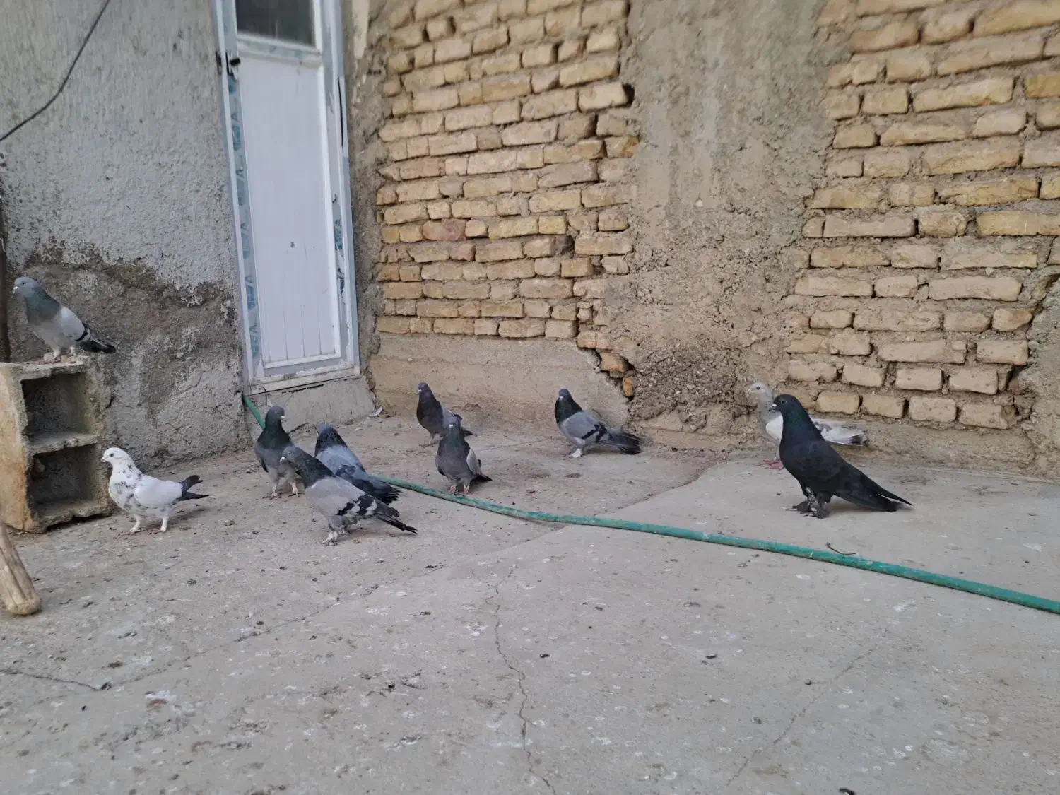 کبوتر پر روزگاری|پرنده|لاران, |دیوار