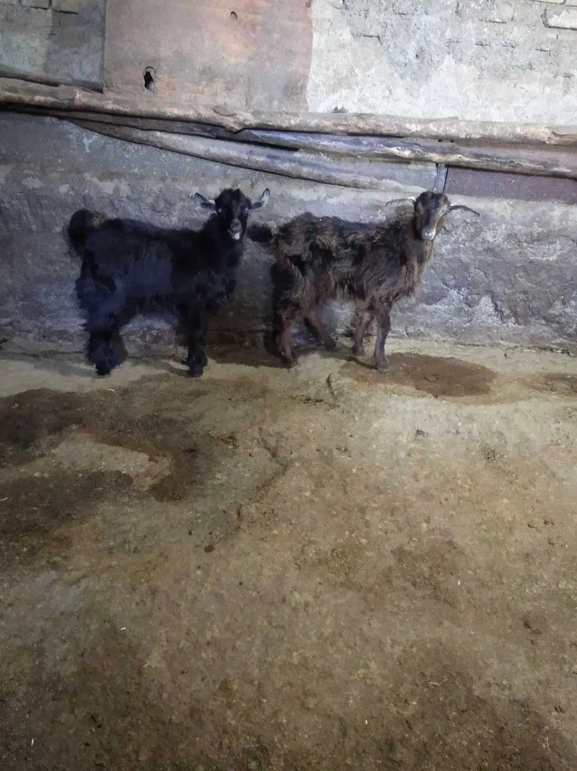 بزغاله ماده|حیوانات مزرعه|دهگلان, |دیوار