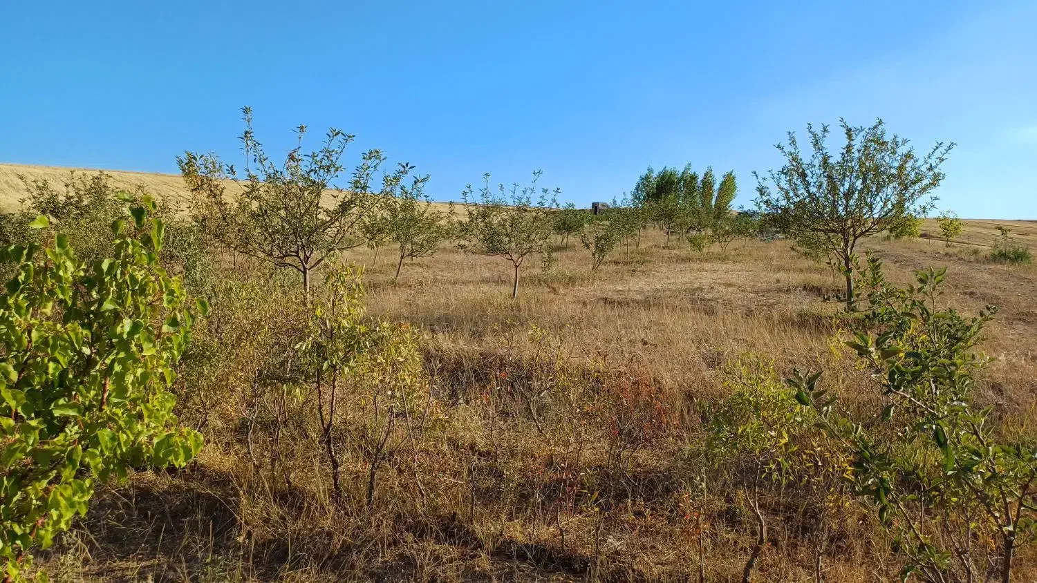 باغ ۱ هکتاری در روستای مشکین جیق بستان آباد|فروش زمین و ملک کلنگی|تیکمه داش, |دیوار