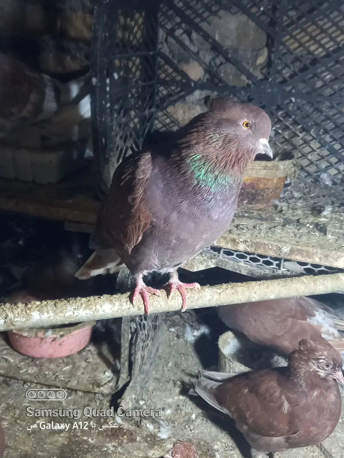 سرخ نوک سفید|پرنده|گرگان, |دیوار