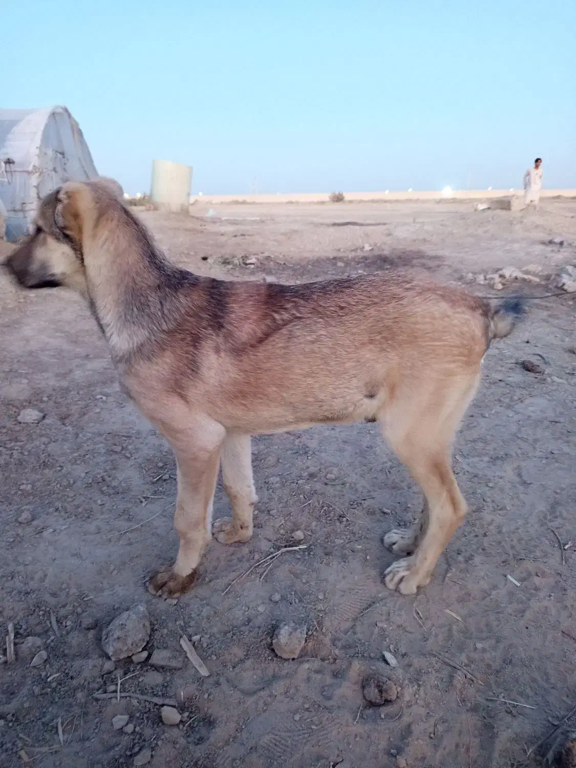 سگ گمشده|حیوانات|هیرمند, |دیوار