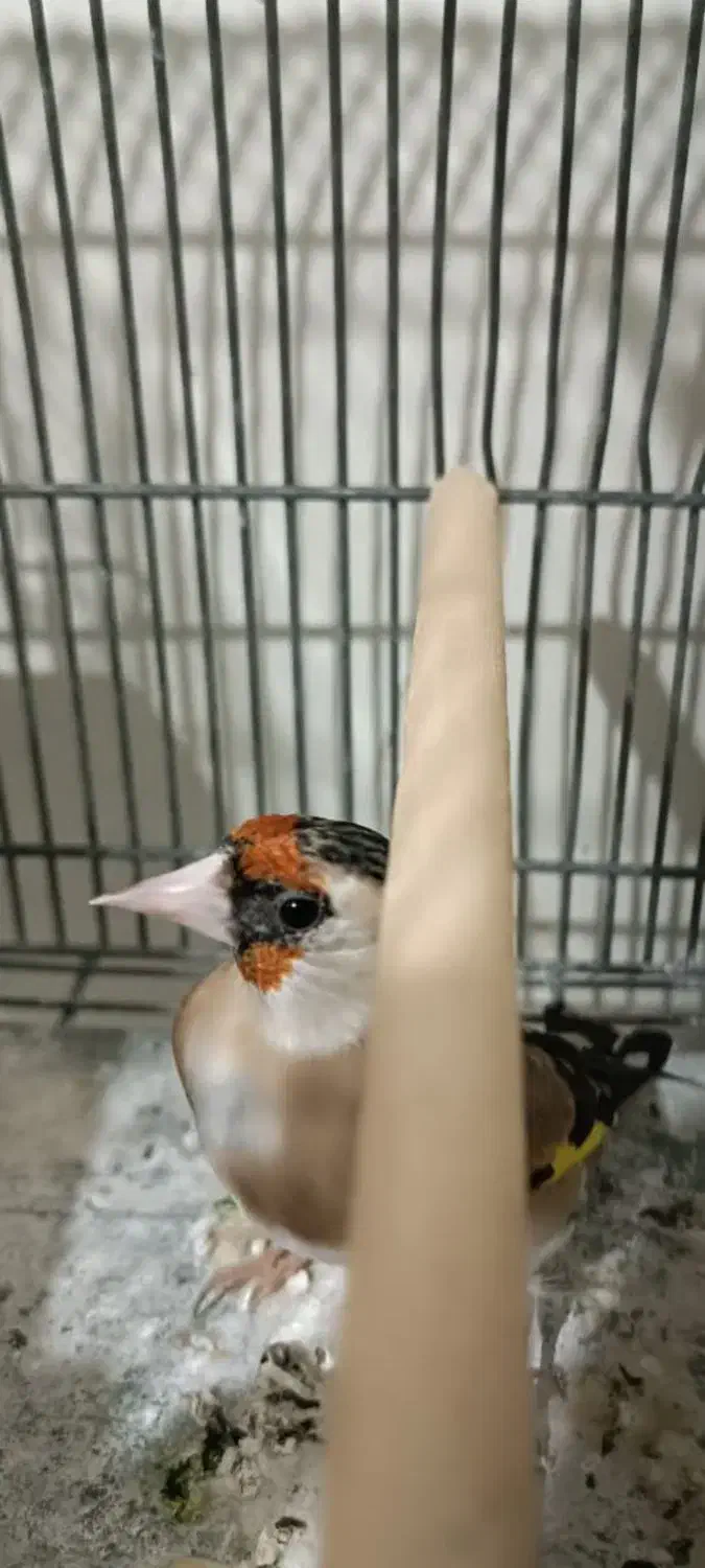 سهره ماده دورگ دودی عطیقه|پرنده|شیراز, تندگویان|دیوار