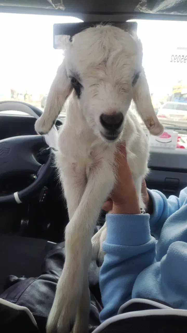 بزغاله|حیوانات مزرعه|کرمانشاه, |دیوار