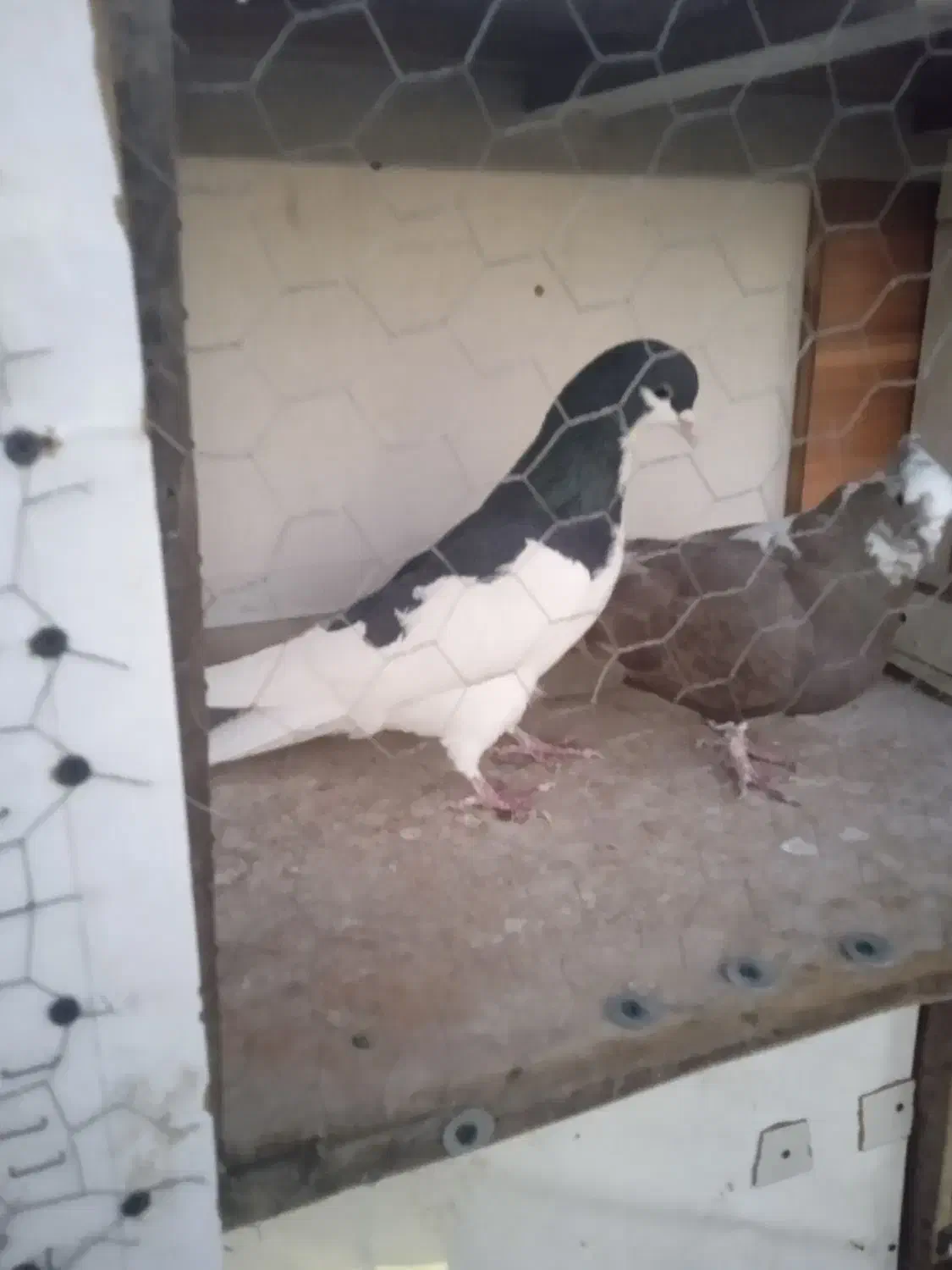 شصتی سیاه نرمست|پرنده|قزوین, |دیوار