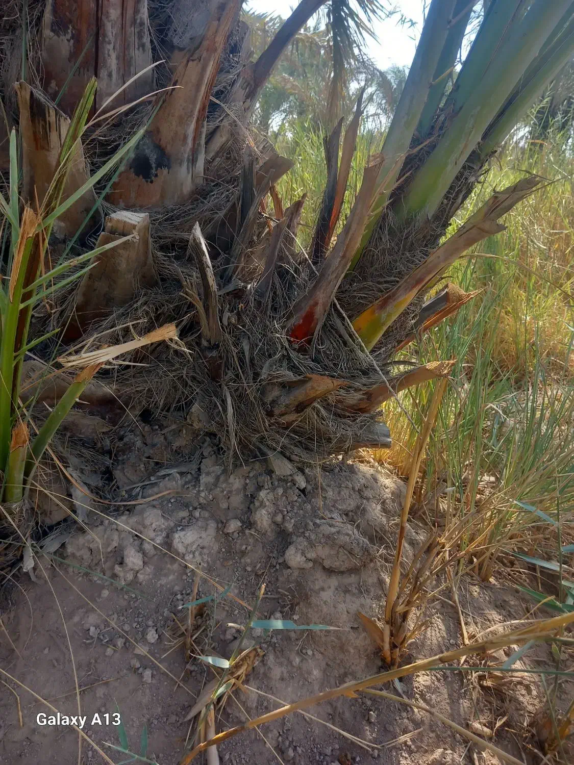 نهال برحی بزرگ ومتوسط|گل و گیاه طبیعی|آبادان, |دیوار