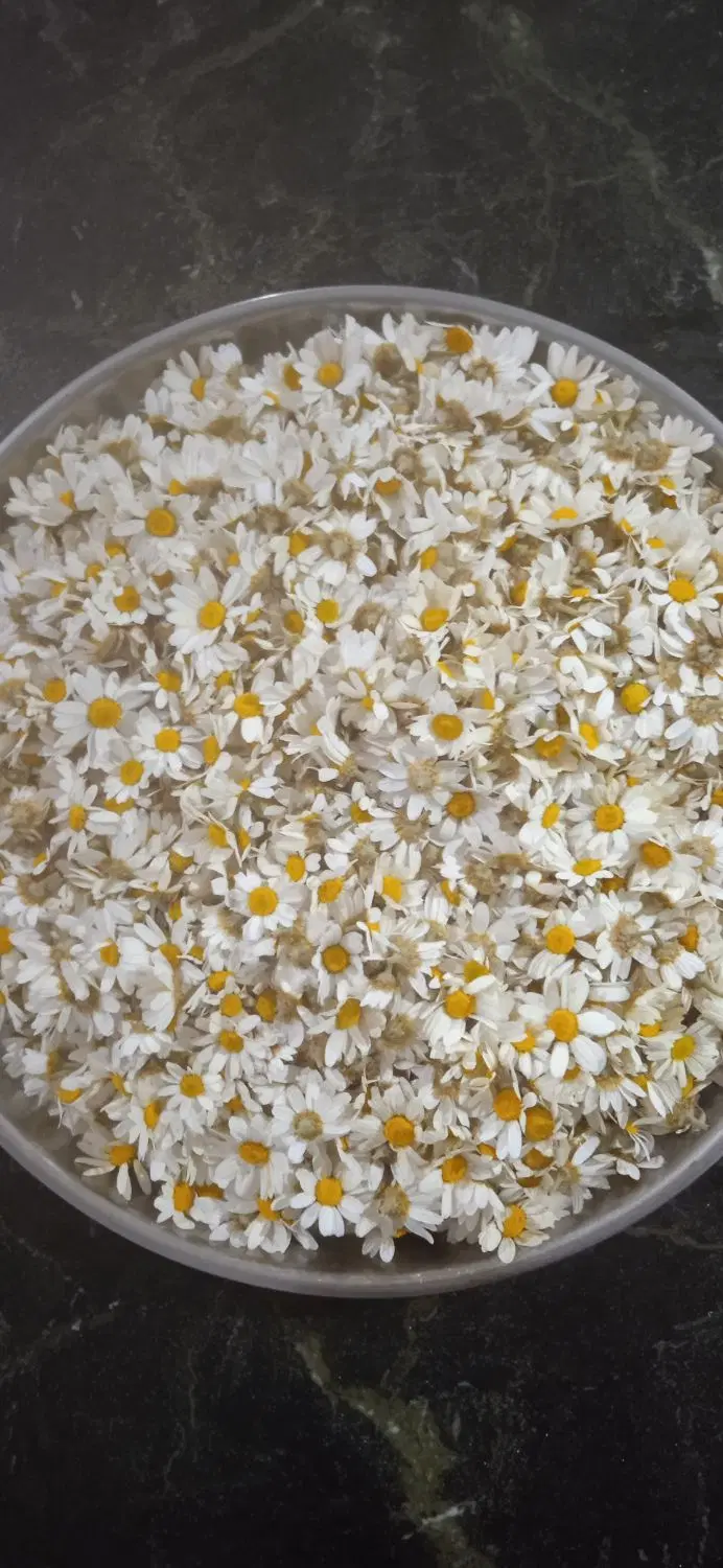 گل بابونه|گل و گیاه طبیعی|کوهدشت, |دیوار