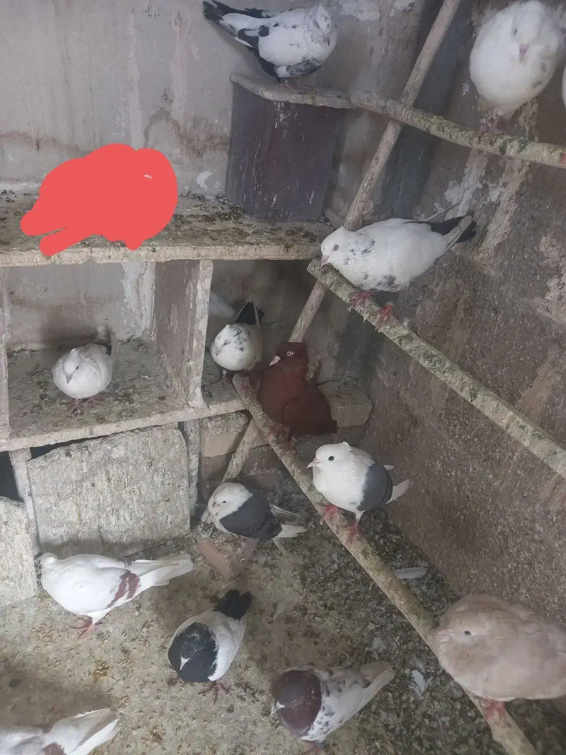 ی کله کفتی|پرنده|بروجرد, |دیوار