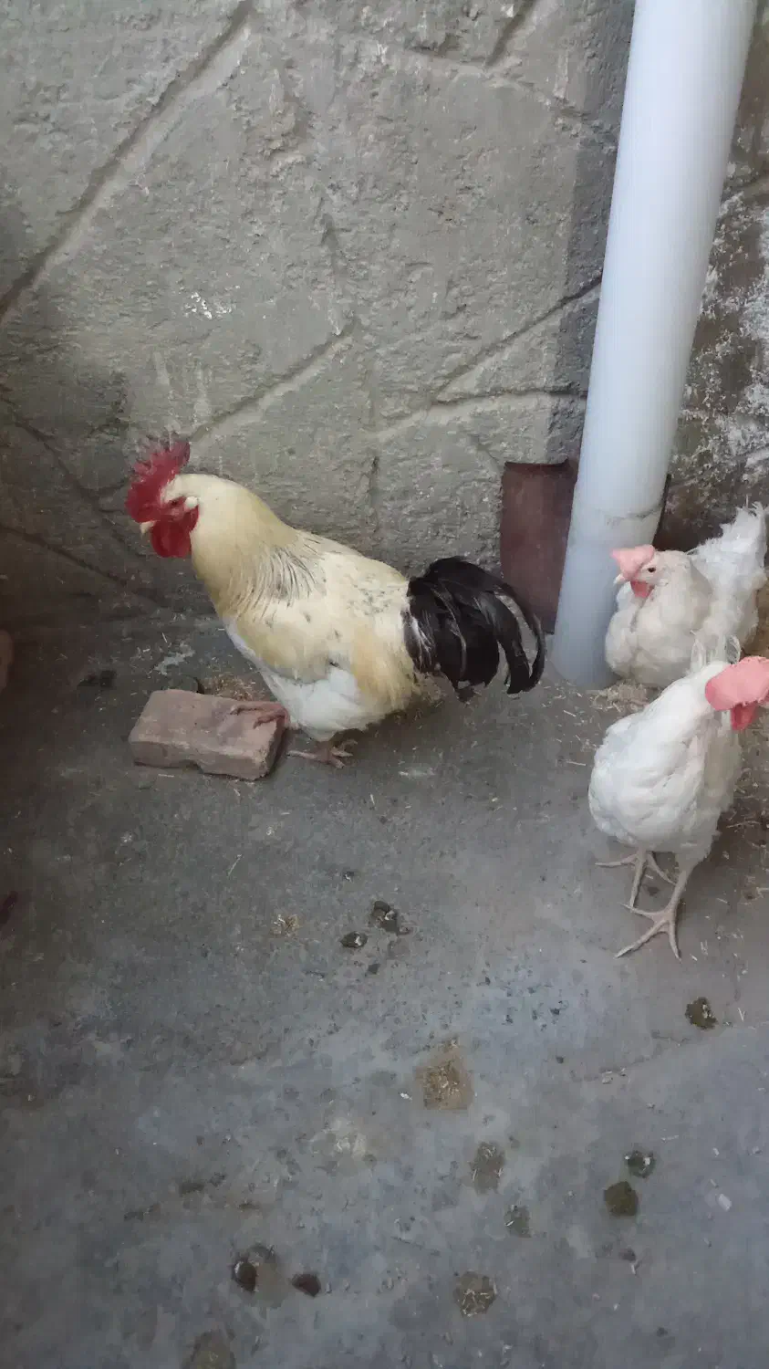 مرغ خروس|حیوانات مزرعه|چناران, |دیوار