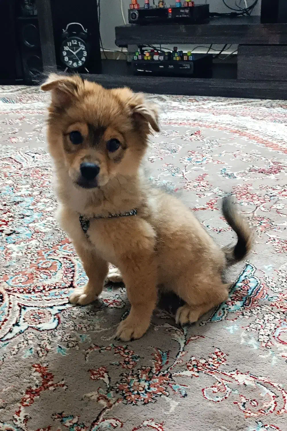 سگ پامر|سگ|گلبهار, شهر جدید گلبهار|دیوار