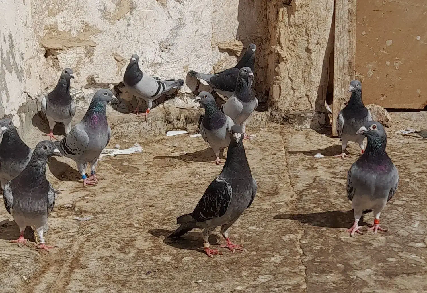 پلاکی جان آردن|پرنده|شوشتر, |دیوار
