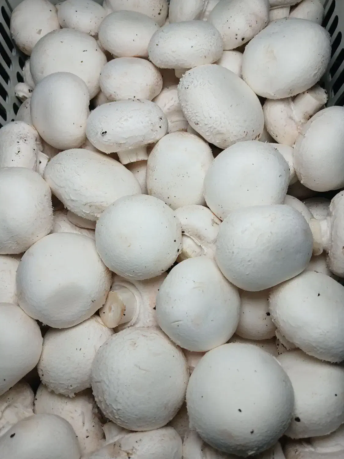 فروش قارچ تازه مستقیم از تولیدکننده|خوردنی و آشامیدنی|رشت, معلم|دیوار