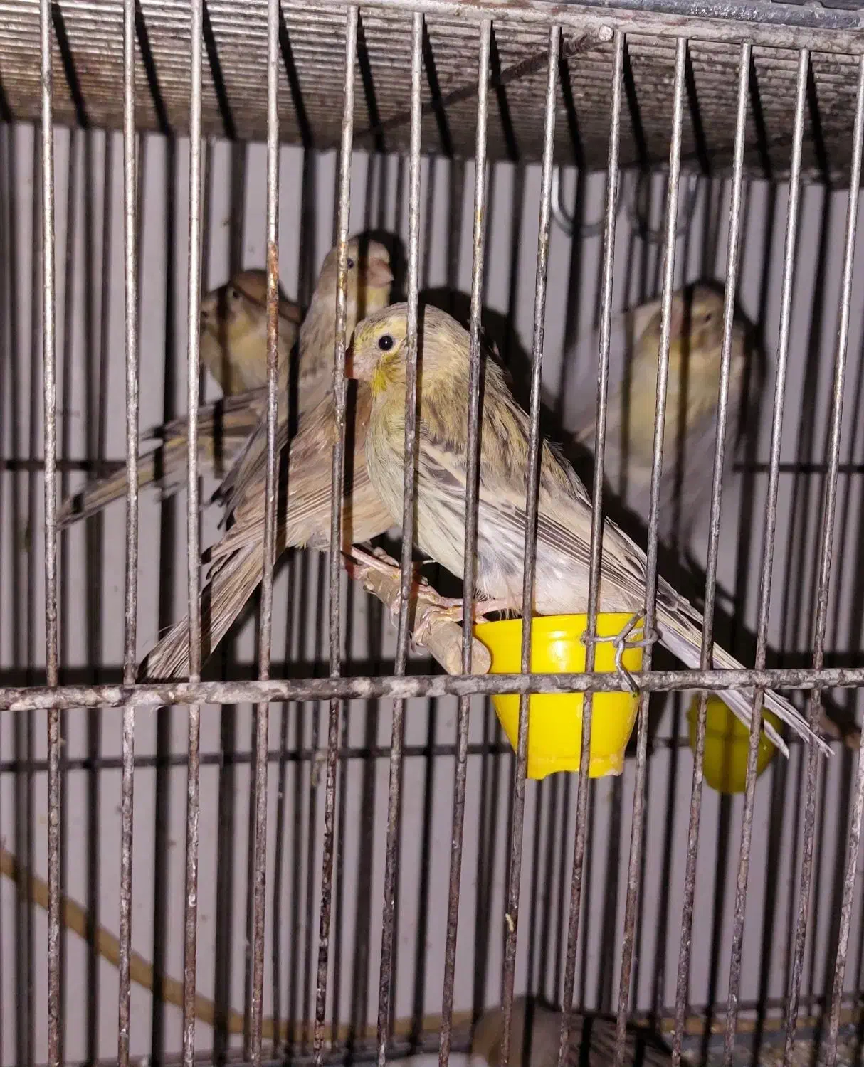 جوجه قناری|پرنده|شهر ری, صفاییه (چشمه علی)|دیوار