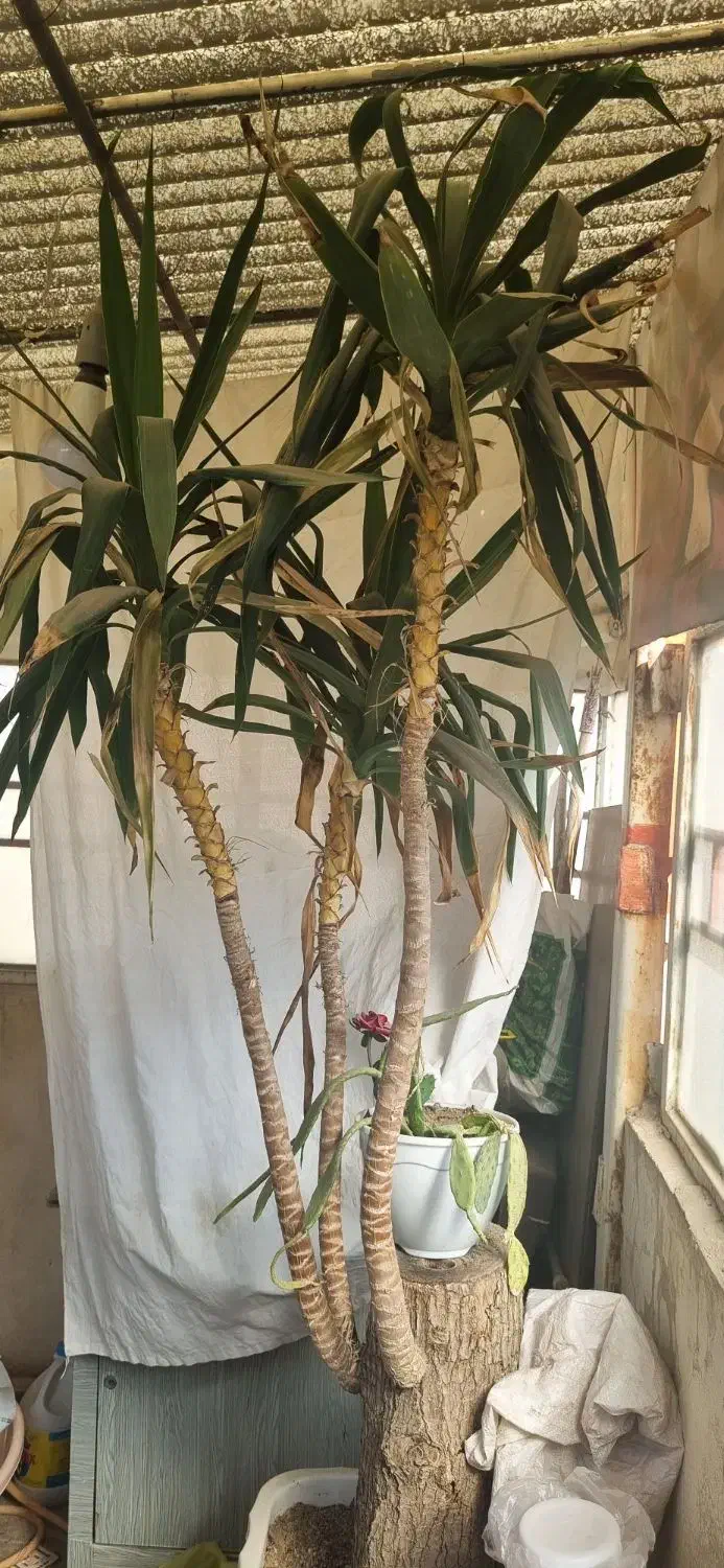 گل یوگا بزرگ|گل و گیاه طبیعی|مشهد, هنرور|دیوار