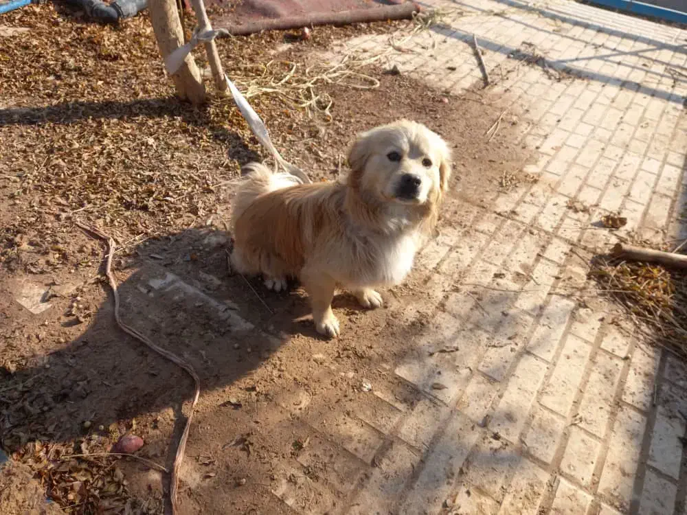 سگ پیدا شده|سگ|آفتاب, |دیوار